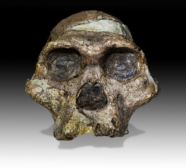 Skull of Australopithecus africanus. [http://en.wikipedia.org/wiki/File:Mrs_Ples_Face.jpg]