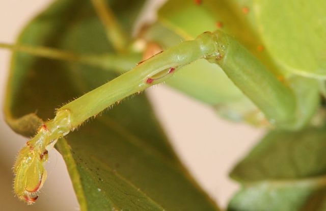 Ear on the leg of an insect. [http://commons.wikimedia.org/wiki/File:Zabalius_aridus_Ear_Dorsolateral_2012_06_04_6748.JPG]