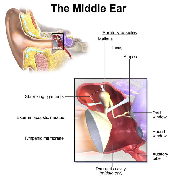 Human ear. [http://commons.wikimedia.org/wiki/File:Blausen_0330_EarAnatomy_MiddleEar.png]