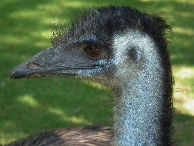 External ear of the Emu. [http://commons.wikimedia.org/wiki/File:Kopf_Dromaius_novaehollandiae.JPG]