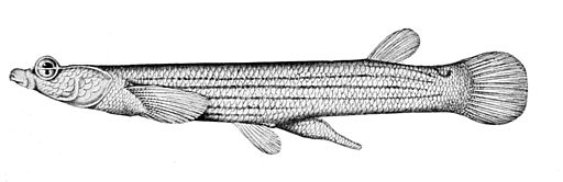 Figure 1. b) A drawing of Anableps anableps from 1909 (By Unknown (Reptiles, amphibia, fishes and lower chordata) [Public domain], via Wikimedia Commons). [http://commons.wikimedia.org/wiki/File:Anableps_anableps2.jpg]