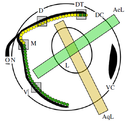 Figure 2. A schematic drawing of A. anableps eye. (AeL- aerial line-of-sight; AqL - aquatic line-of-sight; L - lens; ON - optic nerve; DT - dorsal tip of the retina; D - dorsal retina; M - medial retina; V - ventral retina). [Figure from Owens et al. (2012)].
