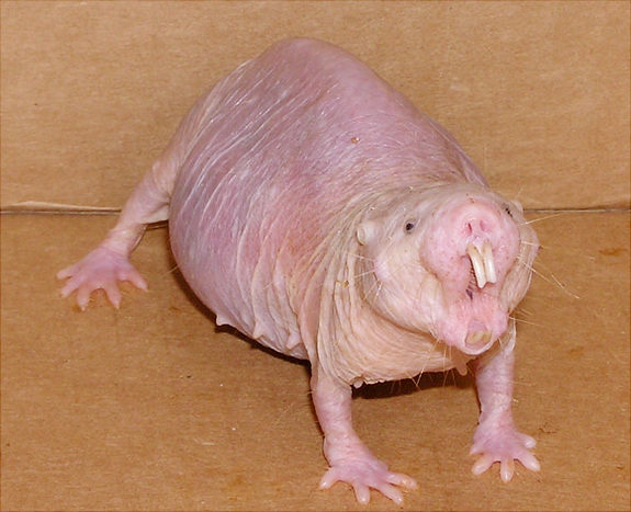 Figure 1. A naked mole rat (Heterocephalus glaber) displaying its incisors. [From Wikimedia Commons: http://upload.wikimedia.org/wikipedia/commons/4/40/Naked_mole_rat.jpg]